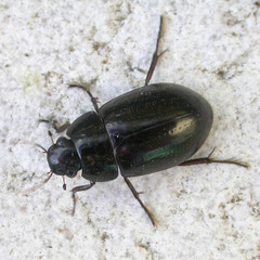 Hydrochara caraboides