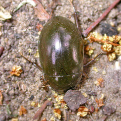 Hydrochara caraboides