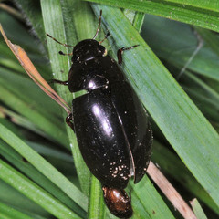 Hydrochara caraboides