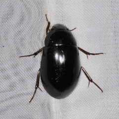 Hydrochara caraboides