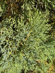 Juniperus foetidissima