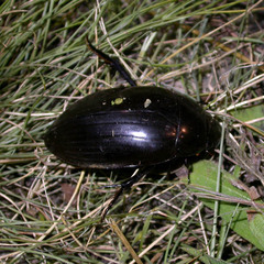 Hydrophilus