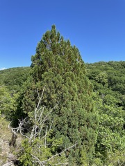 Juniperus foetidissima