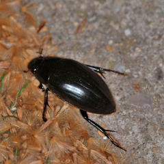 Hydrophilus piceus