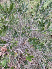 Olea europaea