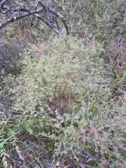 Leptospermum trinervium
