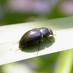 Limnoxenus niger