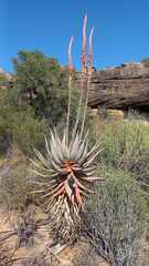 Aloe comosa