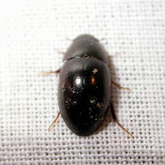 Limnoxenus niger