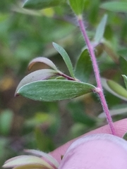 Leptospermum trinervium