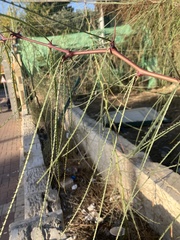 Parkinsonia aculeata