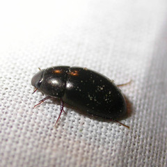 Limnoxenus niger