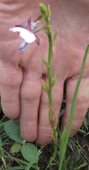 Eulophia zeyheriana