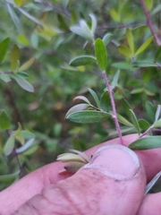 Leptospermum trinervium