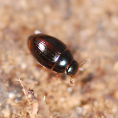 Megasternum concinnum