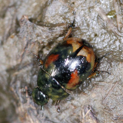 Sphaeridium scarabaeoides