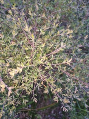 Leptospermum trinervium