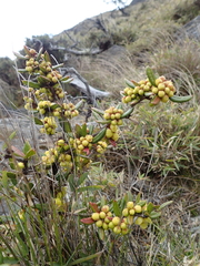 Berberis nantoensis