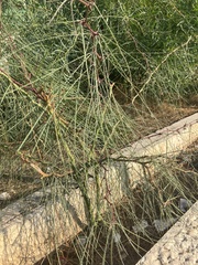 Parkinsonia aculeata