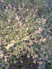 Leptospermum trinervium