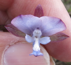 Eulophia zeyheriana