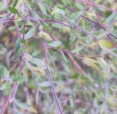 Leptospermum trinervium