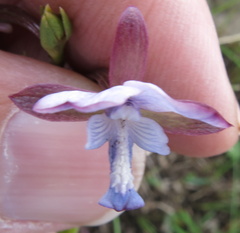 Eulophia zeyheriana