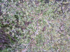 Leptospermum trinervium