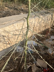 Parkinsonia aculeata