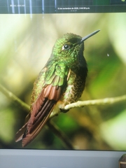 Boissonneaua flavescens