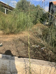 Parkinsonia aculeata