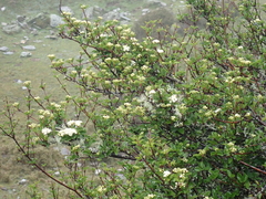 Viburnum parvifolium