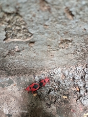 Probergrothius sanguinolens