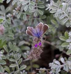 Echinargus isola