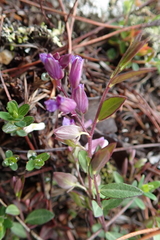 Polygala japonica