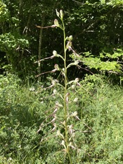 Himantoglossum caprinum