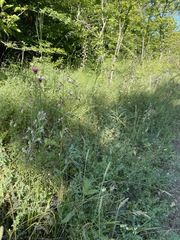 Himantoglossum caprinum