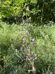 Himantoglossum caprinum