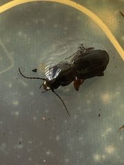 Pterostichus madidus