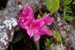 Rhododendron rubropilosum