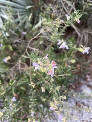 Conradina grandiflora