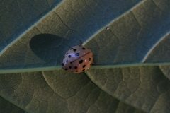 Harmonia sedecimnotata
