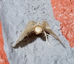 Trichophysetis