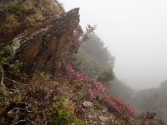 Rhododendron rubropilosum