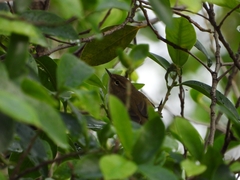 Phylloscopus collybita