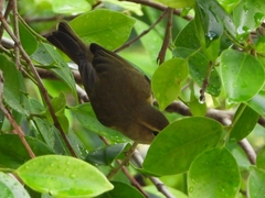 Phylloscopus collybita