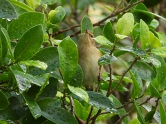 Phylloscopus collybita