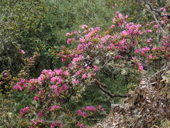Rhododendron rubropilosum