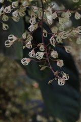 Sterculia monosperma