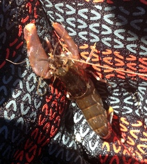 Alpheus novaezealandiae